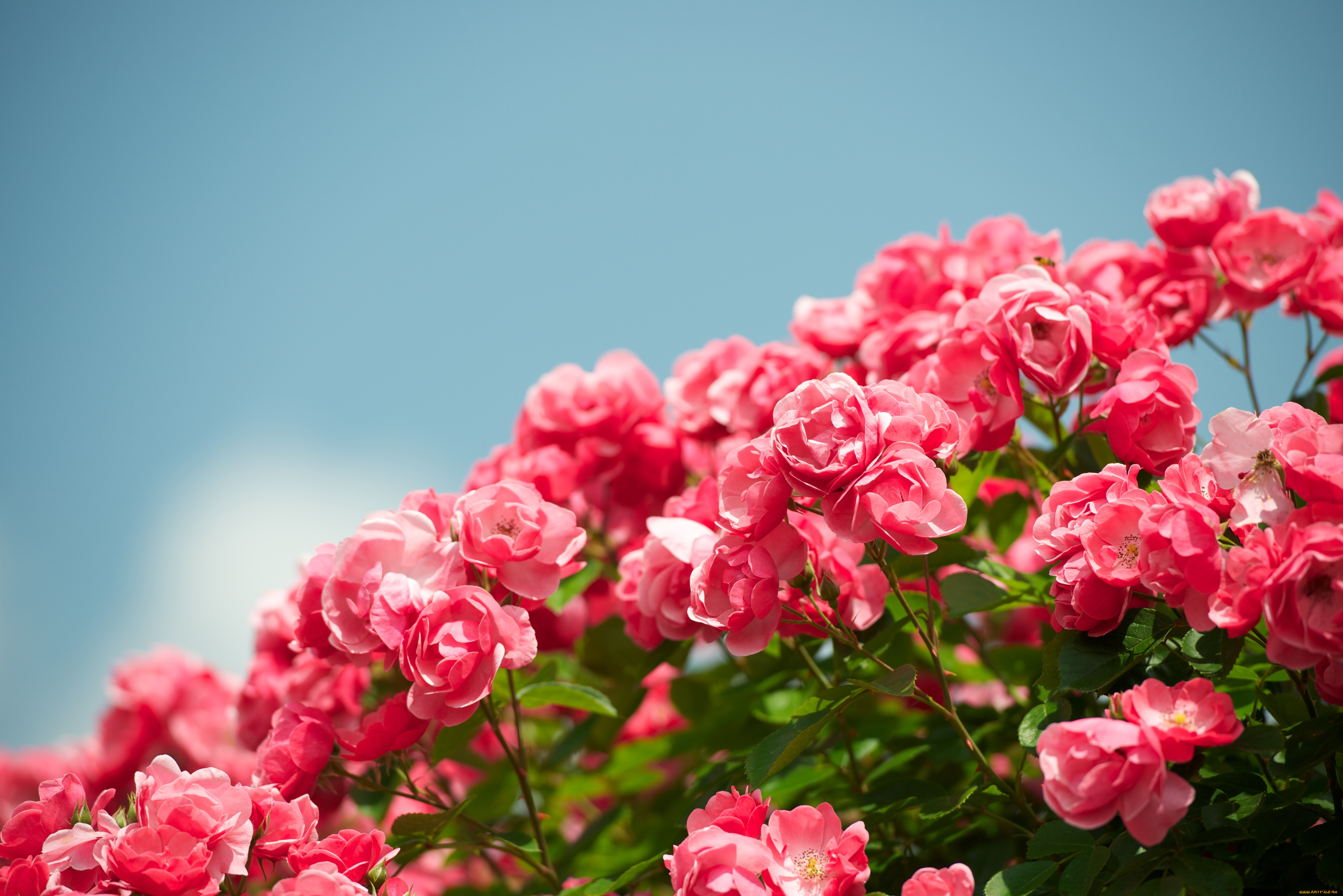 Лето цветы розы